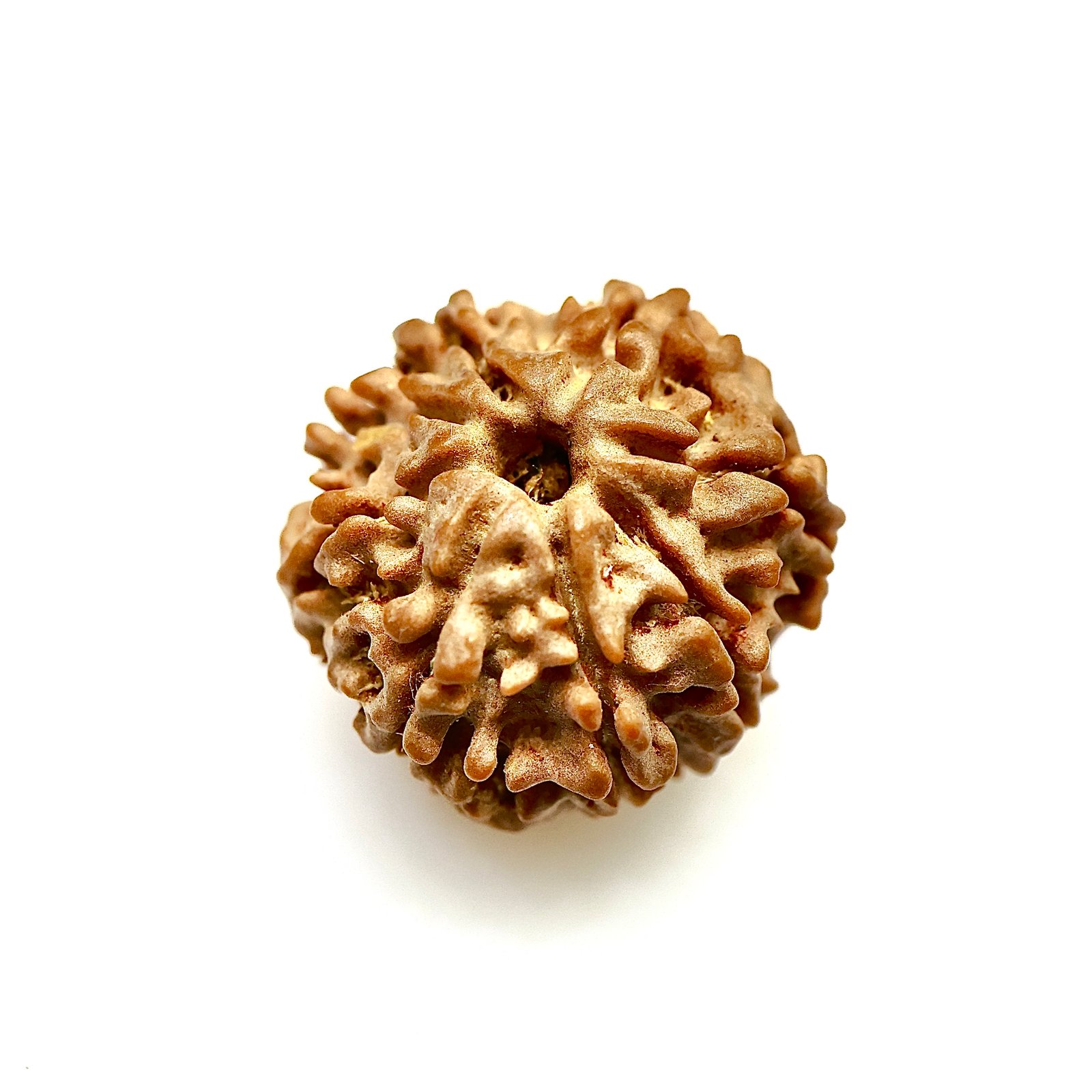 Certified 8  Mukhi Nepali Rudraksha for Spiritual Growth