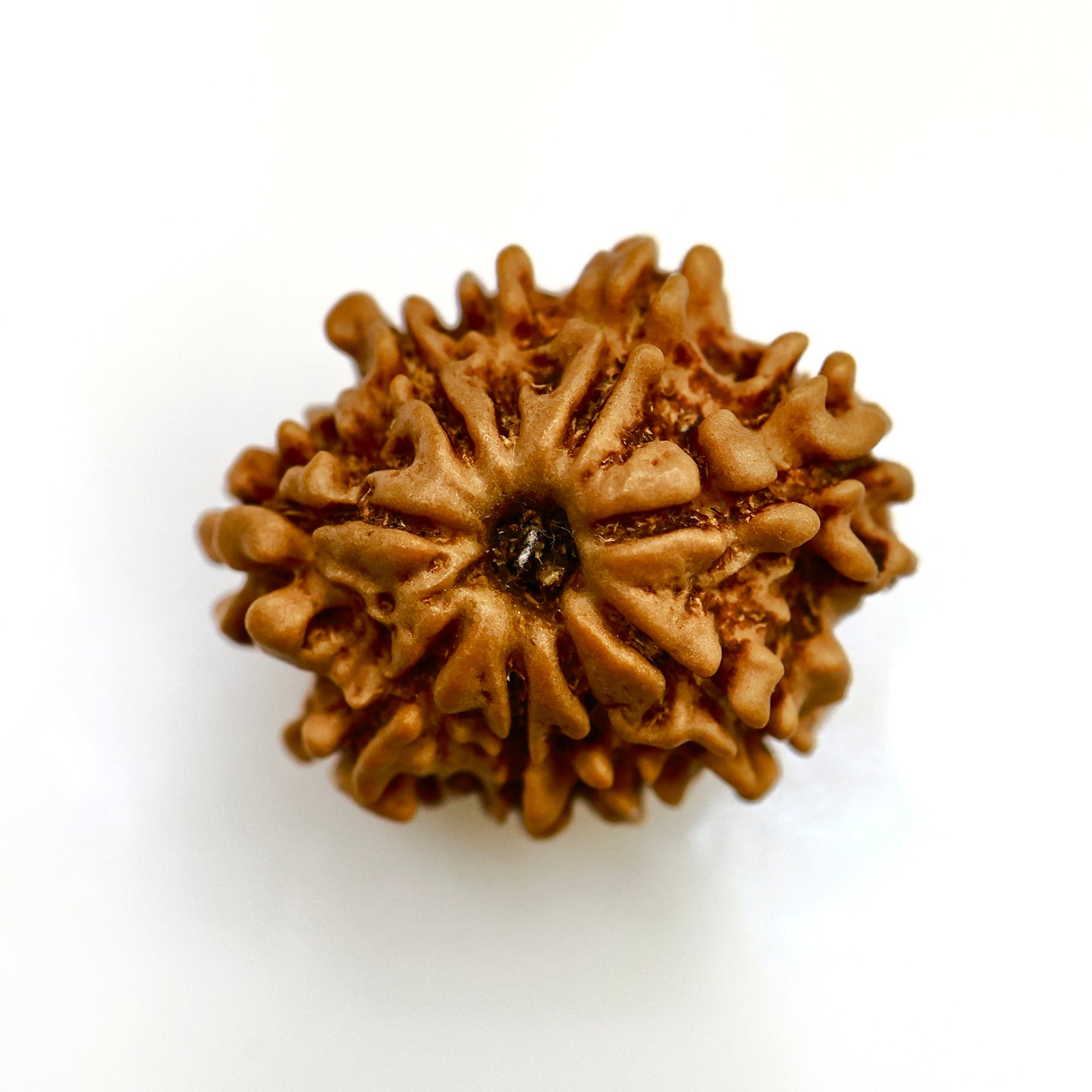 Original 9 Mukhi Nepali Rudraksha – Natural & Certified Bead