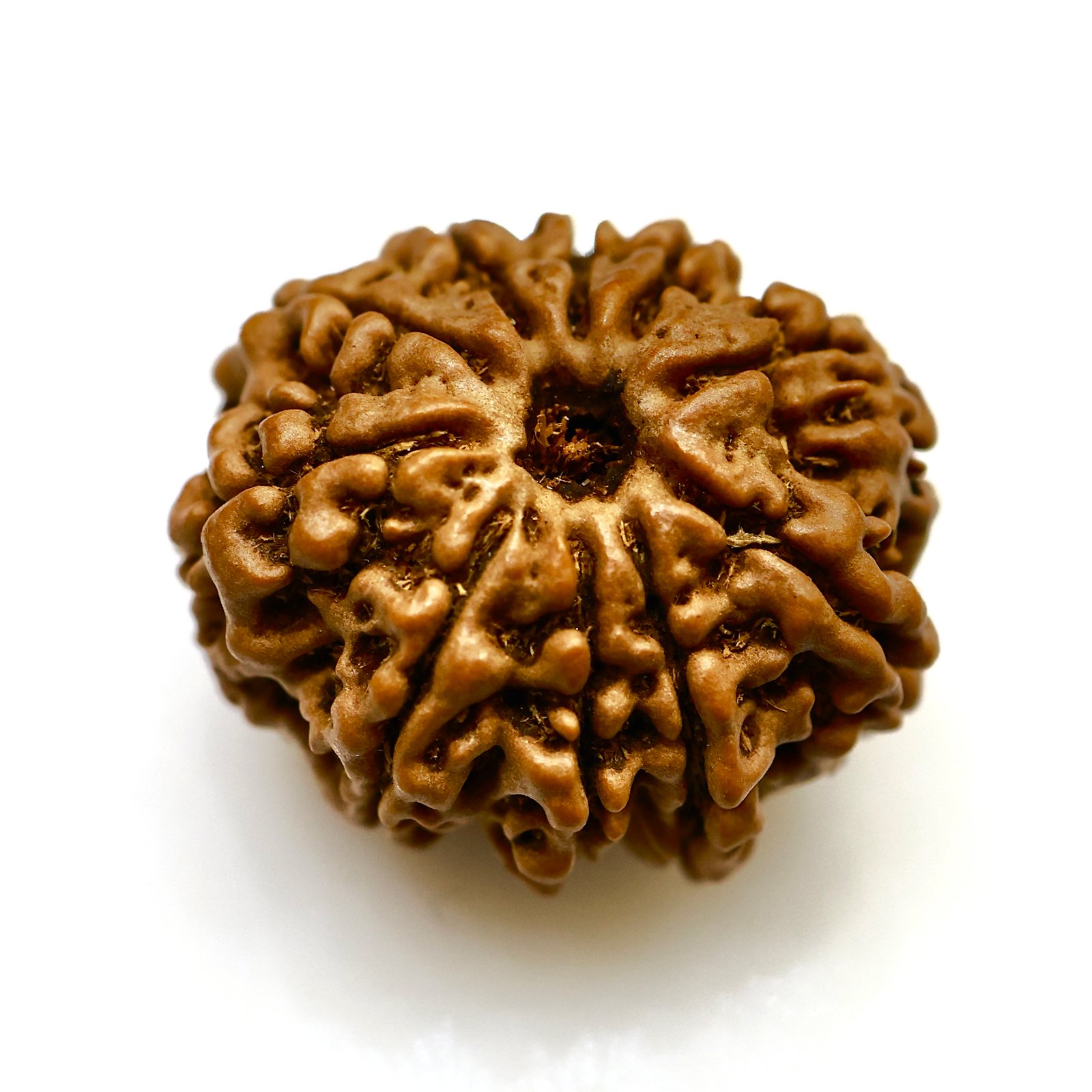 Original 10 Mukhi Nepali Rudraksha – Natural & Certified Bead