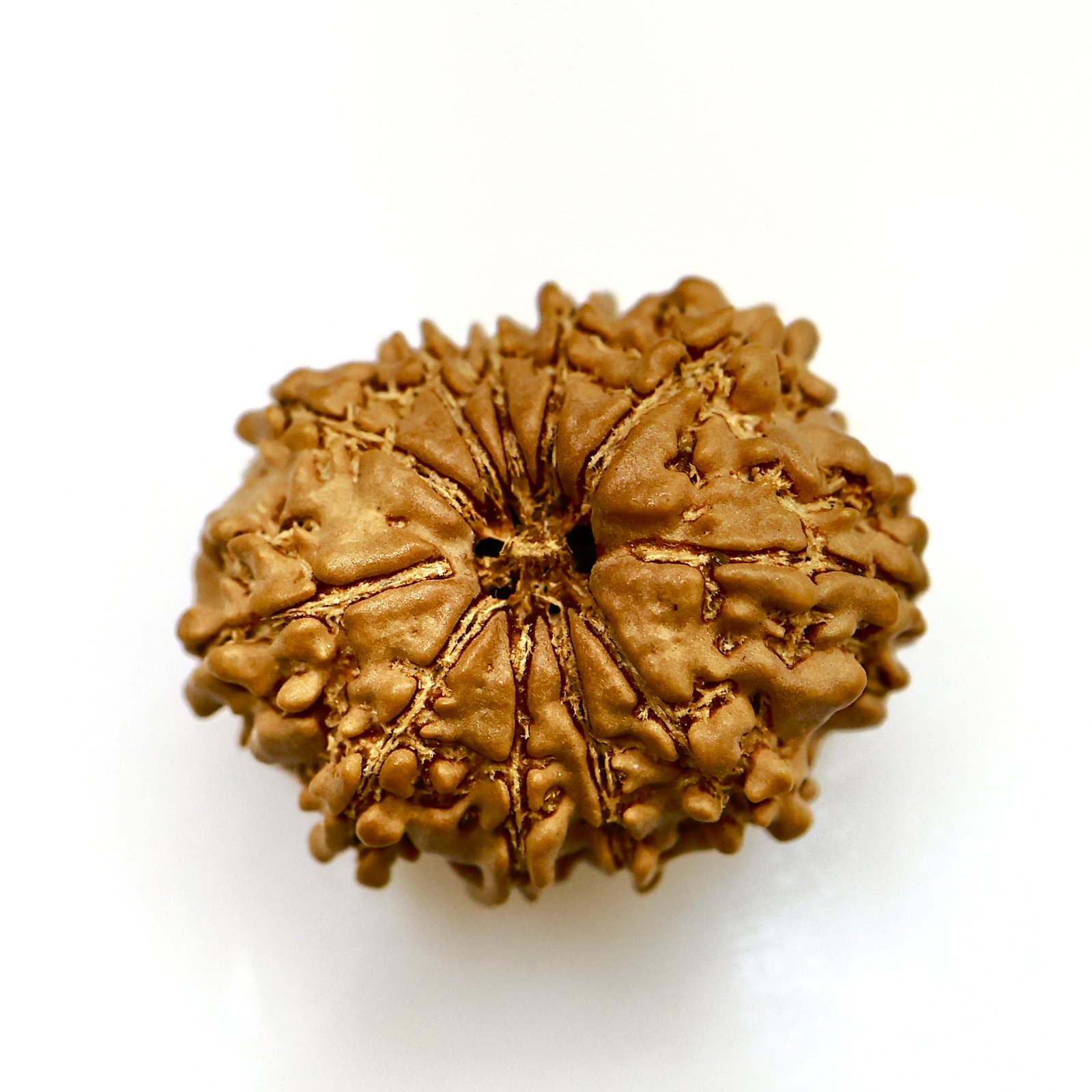Original 11 Mukhi Nepali Rudraksha – Natural & Certified Bead