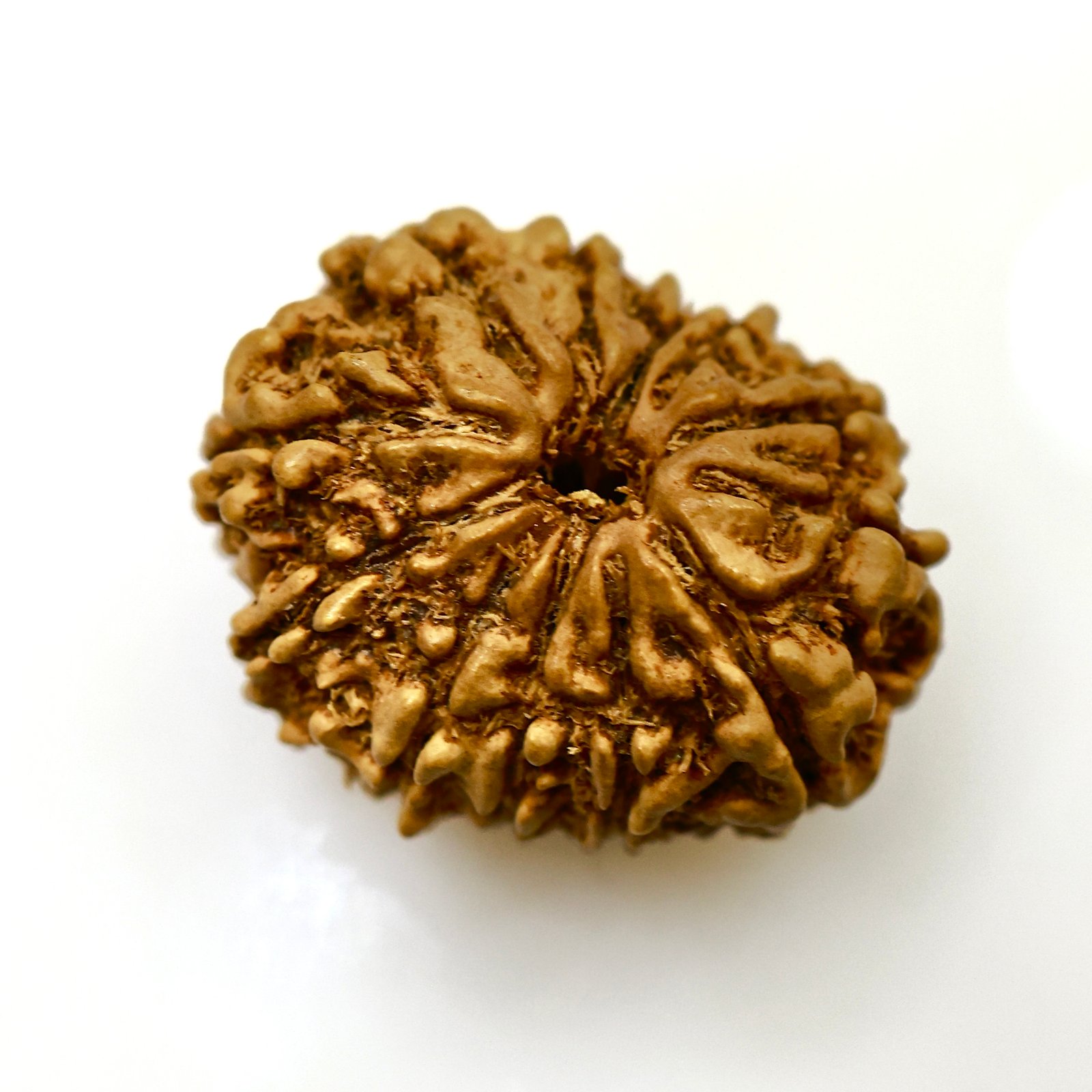 Original 12 Mukhi Nepali Rudraksha – Natural & Certified Bead