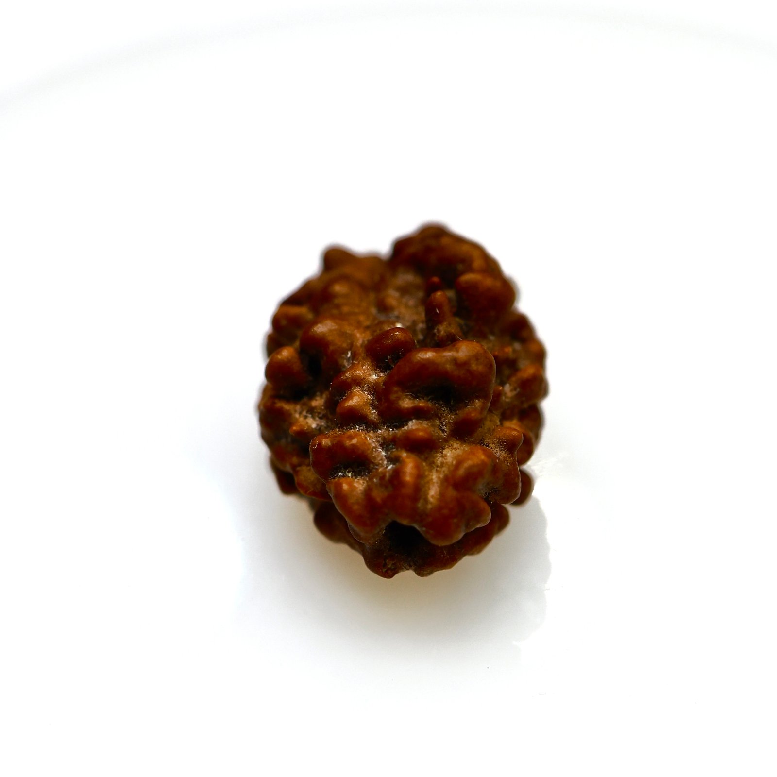Buy Nepali 2 Mukhi Rudraksha – Natural & Authentic Bead Online