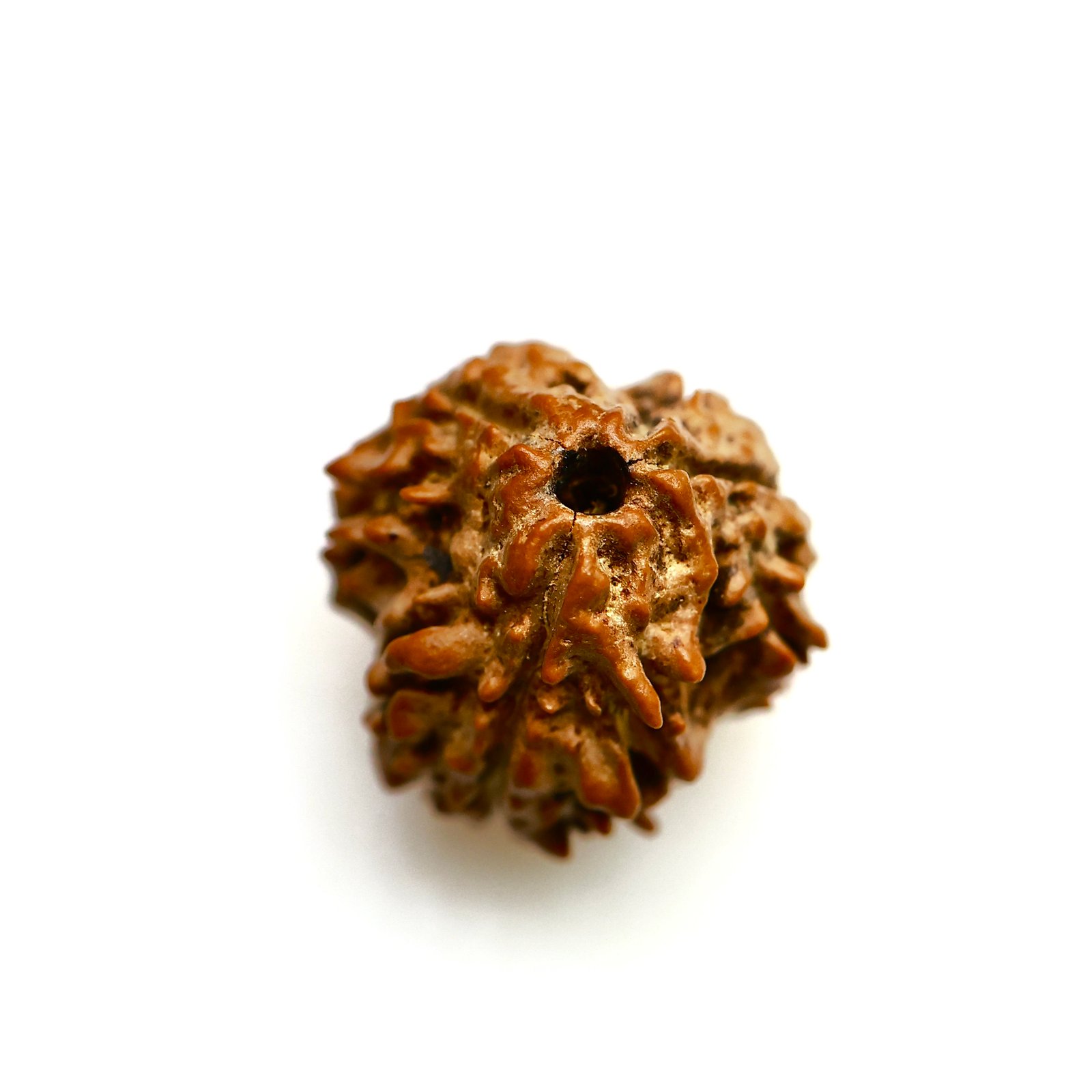 Original 3 Mukhi Nepali Rudraksha – Natural & Certified Bead