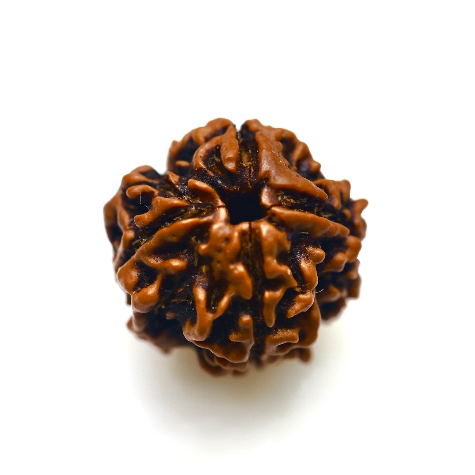 Divine 4 Mukhi Nepali Rudraksha – Original Wisdom & Knowledge Bead