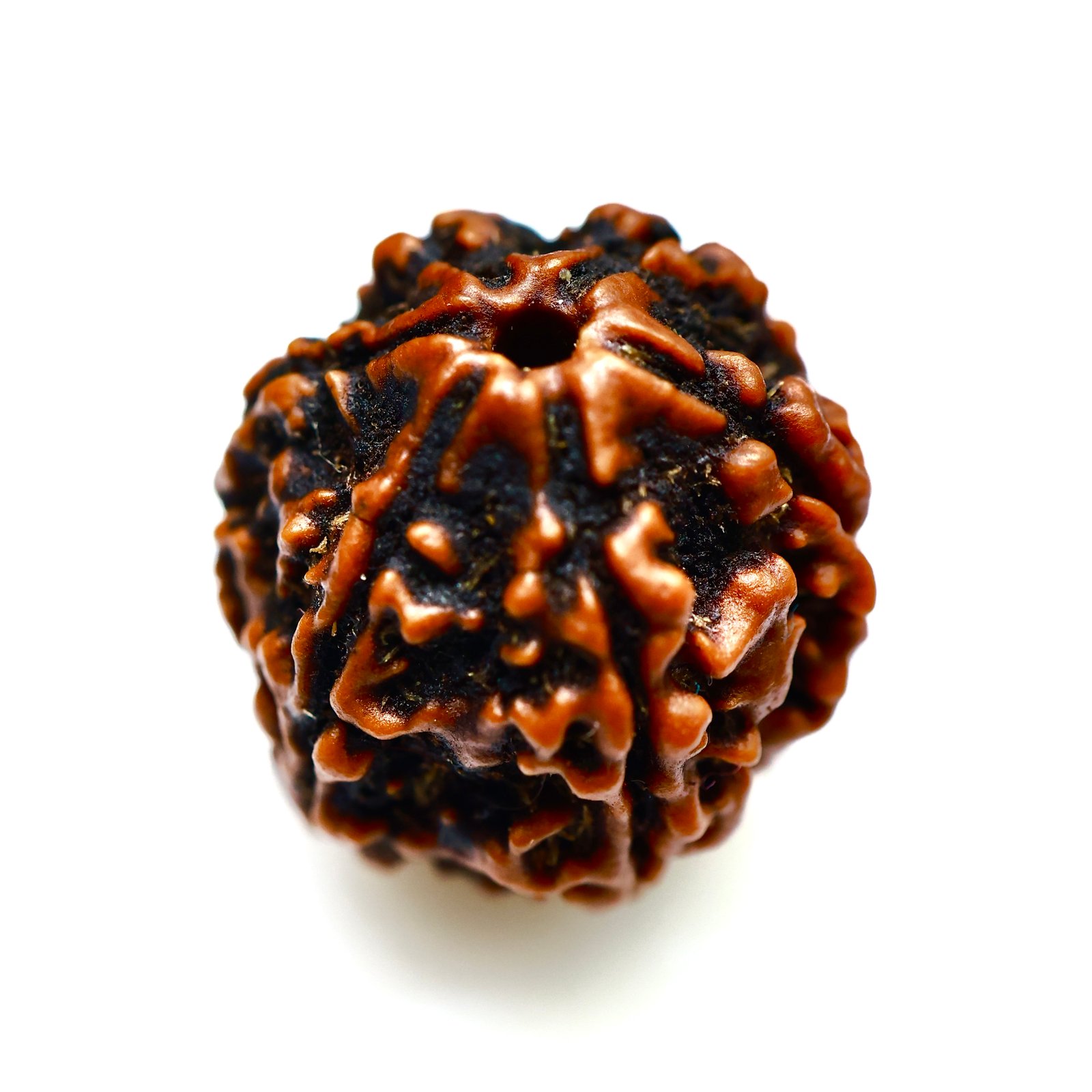 Premium 6 Mukhi Nepali Rudraksha – Original Bead for Confidence, Strength & Succ
