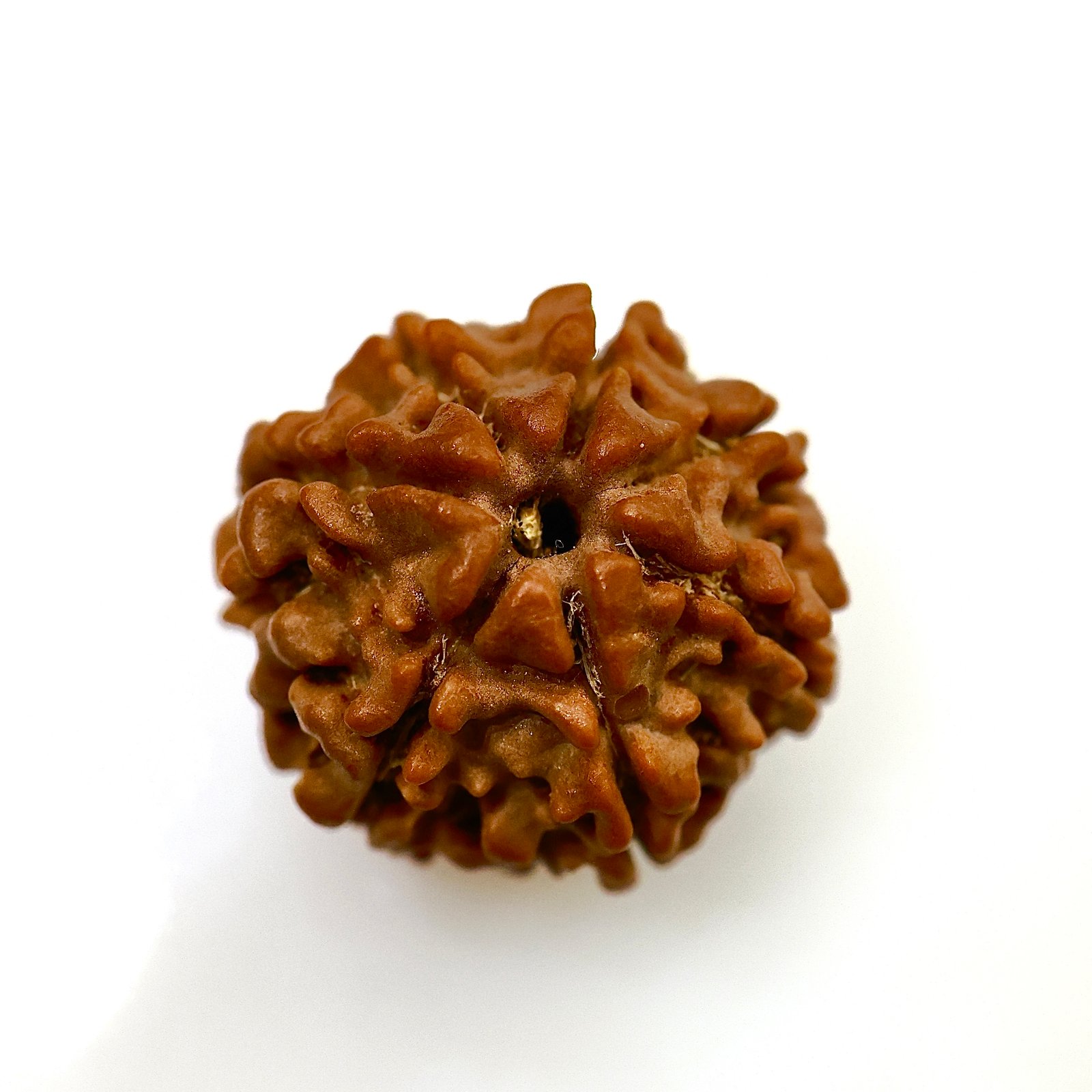 Divine 7 Mukhi Nepali Rudraksha – Original Bead for Prosperity, Positivity & Spi