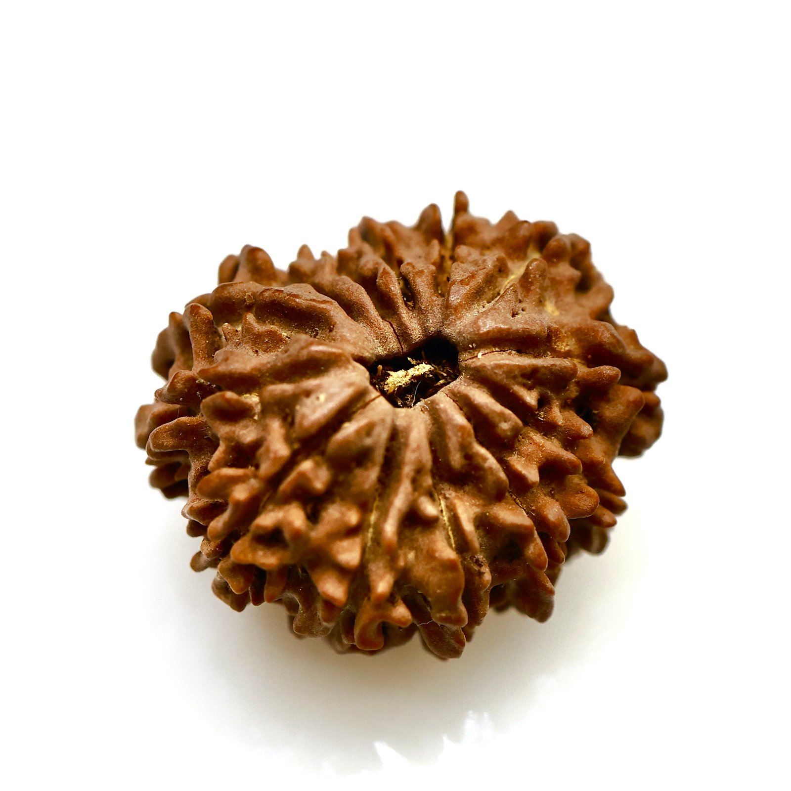 Sacred 13 Mukhi Nepali Rudraksha – Original Bead for Success, Wisdom & Protectio